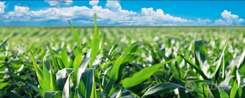 terreno agricolo in vendita a Campospinoso Albaredo in zona Albaredo Arnaboldi