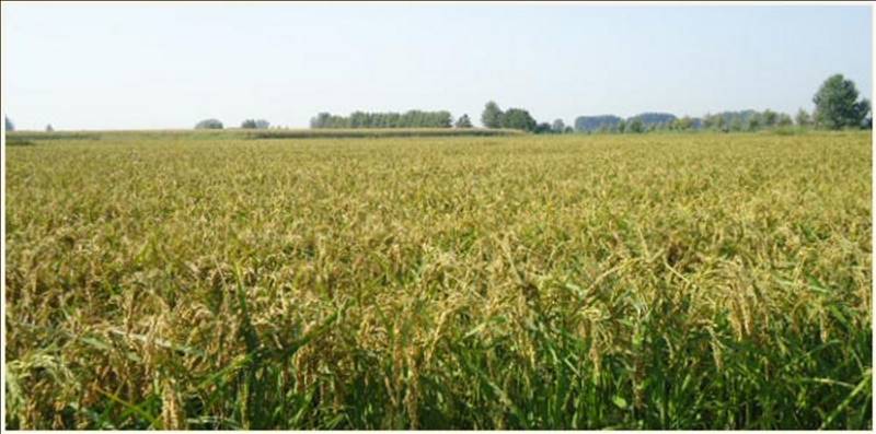 azienda agricola in vendita a Carbonara al Ticino