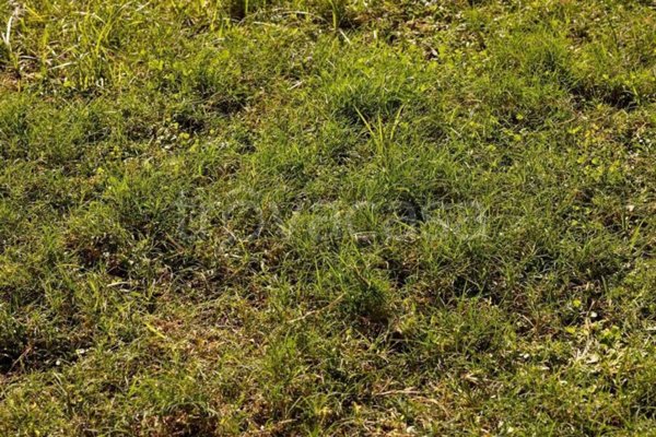 terreno agricolo in vendita a Cassolnovo in zona Molino Del Conte