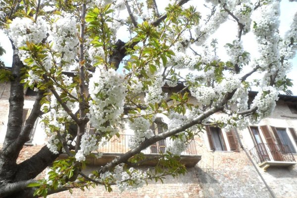casa indipendente in vendita a Casteggio