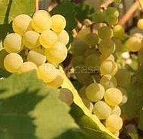 appartamento in vendita a Casteggio