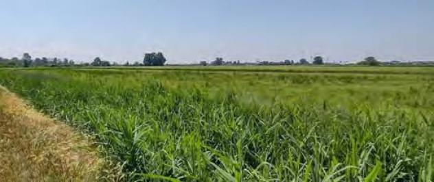 terreno agricolo in vendita a Cava Manara