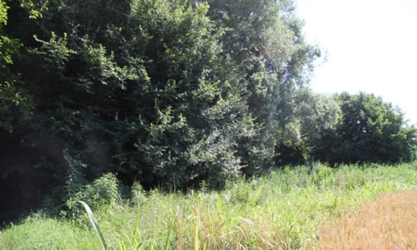 terreno agricolo in vendita a Cava Manara