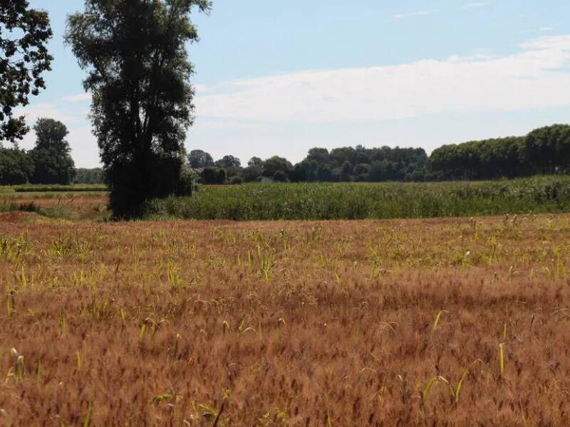 terreno agricolo in vendita a Cava Manara