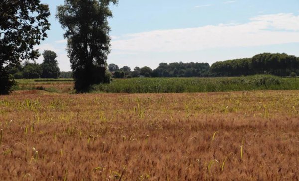 terreno agricolo in vendita a Cava Manara