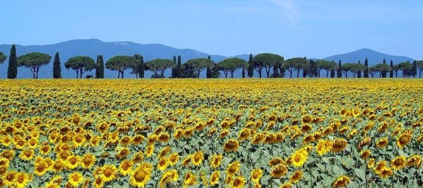casa semindipendente in vendita a Chignolo Po in zona Lambrinia