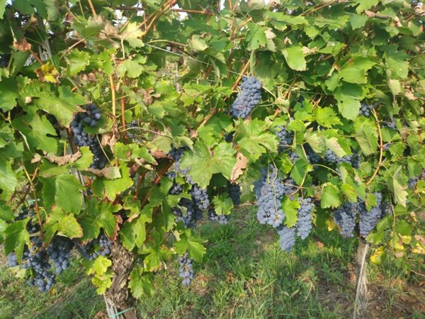 terreno agricolo in vendita a Cigognola