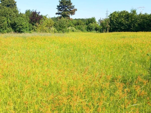 terreno agricolo in vendita a Leinì in zona Tedeschi