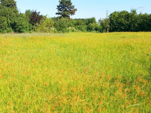 terreno agricolo in vendita a Leinì