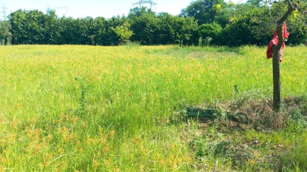 terreno agricolo in vendita a Leinì in zona Tedeschi