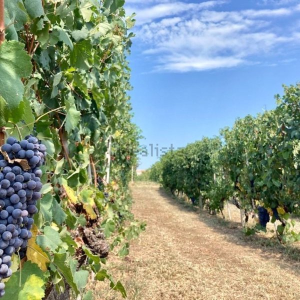 terreno agricolo in vendita a Miradolo Terme