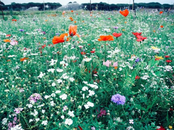 terreno agricolo in vendita a Miradolo Terme