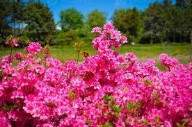 terreno agricolo in vendita a Miradolo Terme