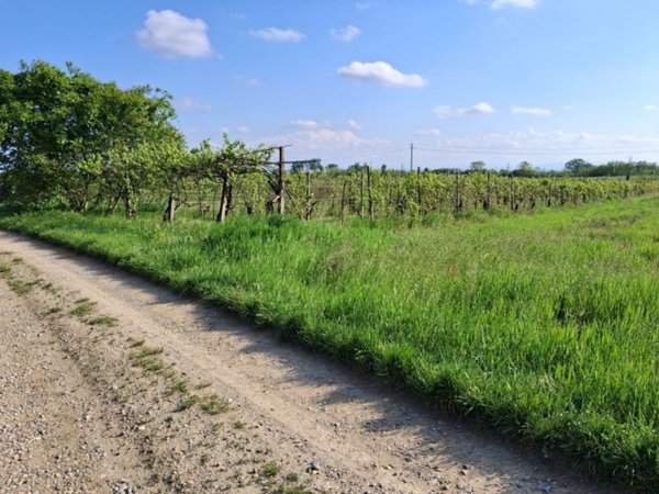 terreno agricolo in vendita a Miradolo Terme