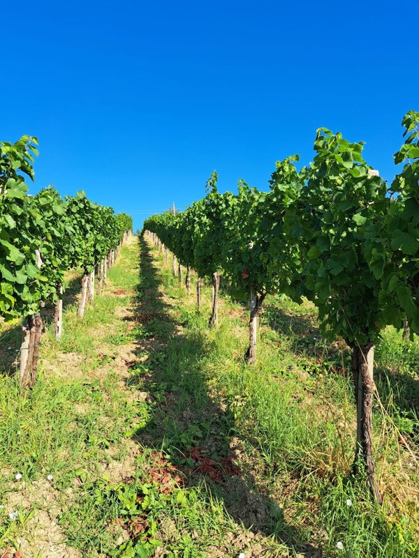 terreno agricolo in vendita a Montecalvo Versiggia