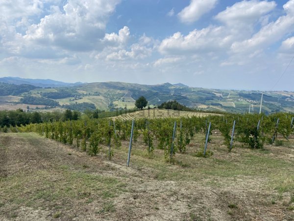azienda agricola in vendita a Montecalvo Versiggia