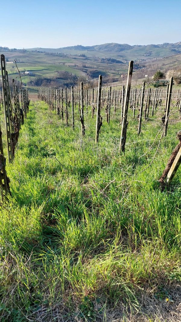 terreno agricolo in vendita a Montecalvo Versiggia
