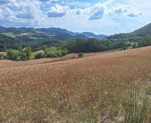 terreno agricolo in vendita a Montesegale