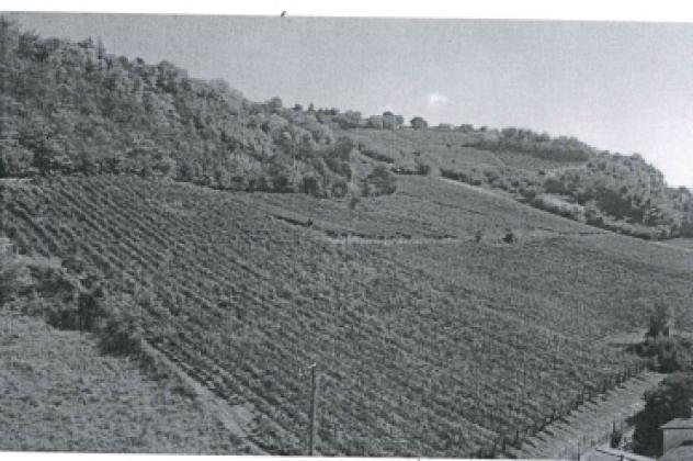 terreno agricolo in vendita a Mornico Losana