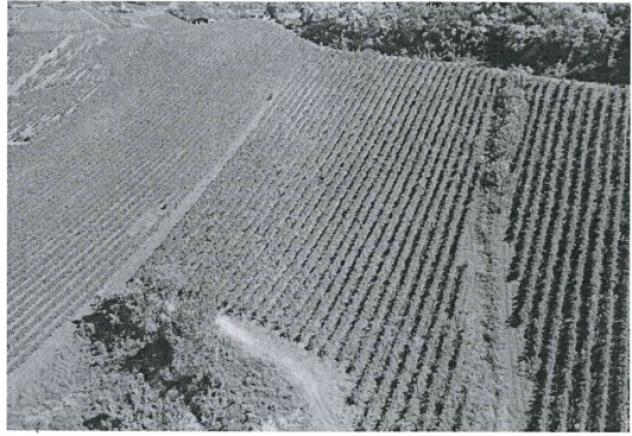 terreno agricolo in vendita a Mornico Losana