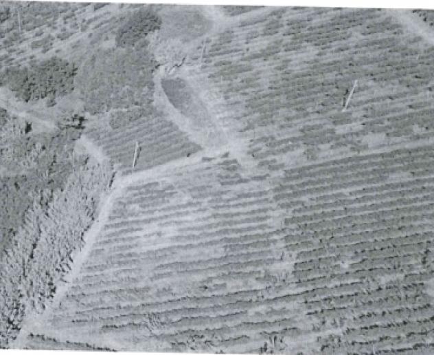 terreno agricolo in vendita a Mornico Losana