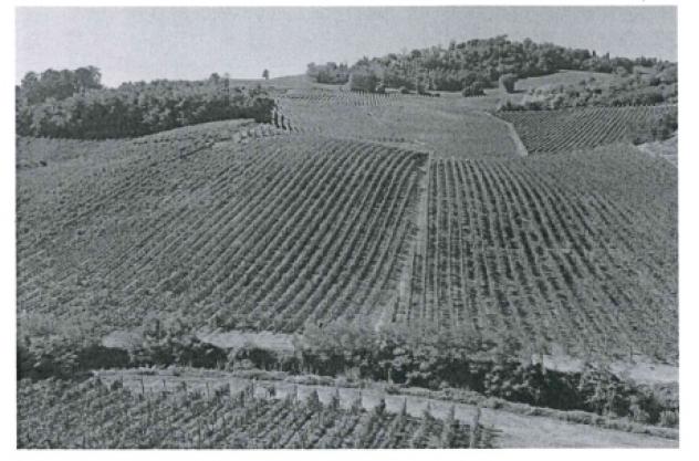 terreno agricolo in vendita a Mornico Losana