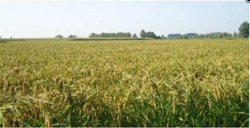 azienda agricola in vendita a Mortara