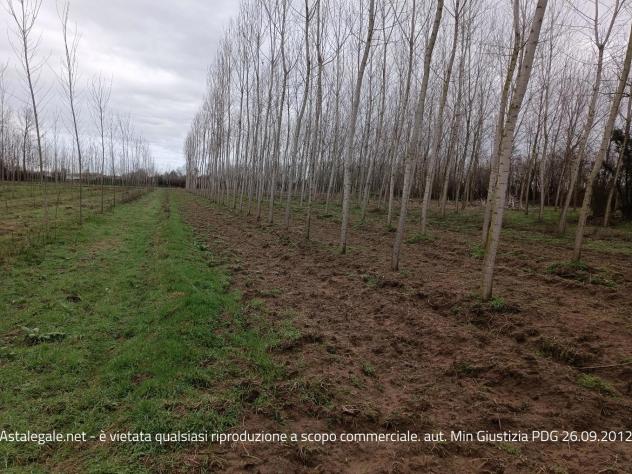 terreno agricolo in vendita a Parona