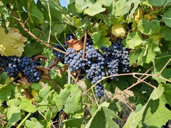 negozio in vendita a Pietra de' Giorgi