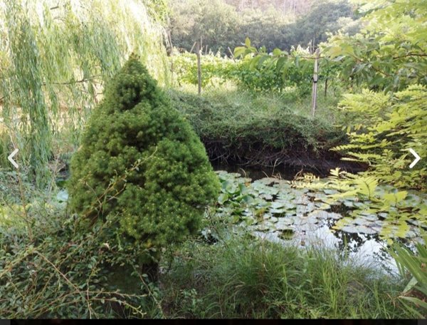 casa indipendente in vendita a Rivanazzano Terme in zona Nazzano