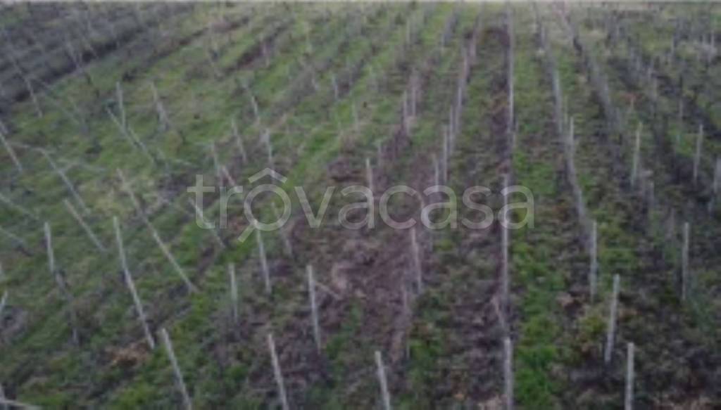 terreno agricolo in vendita a Rovescala in zona Pieve