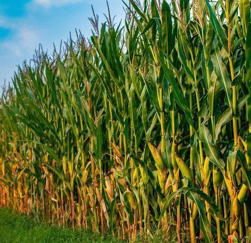terreno agricolo in vendita a Sommo in zona San Fedele