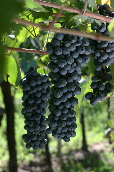 azienda agricola in vendita a Stradella