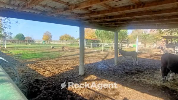 terreno agricolo in vendita a Suardi