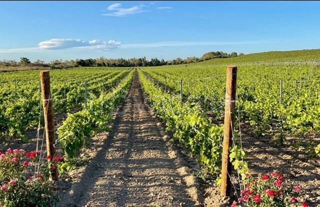 terreno agricolo in vendita a Torrazza Coste