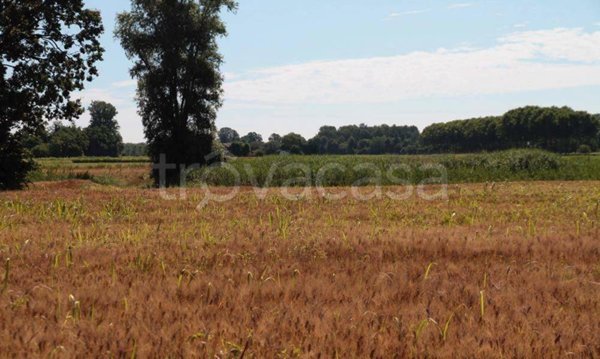terreno agricolo in vendita a Travacò Siccomario