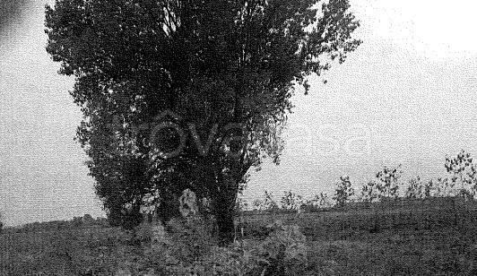 terreno agricolo in vendita a Travacò Siccomario