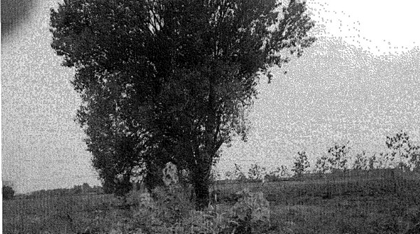 terreno agricolo in vendita a Travacò Siccomario in zona Mezzano