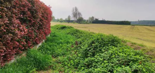 terreno edificabile in vendita a Vellezzo Bellini