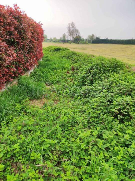 terreno edificabile in vendita a Vellezzo Bellini in zona Origioso