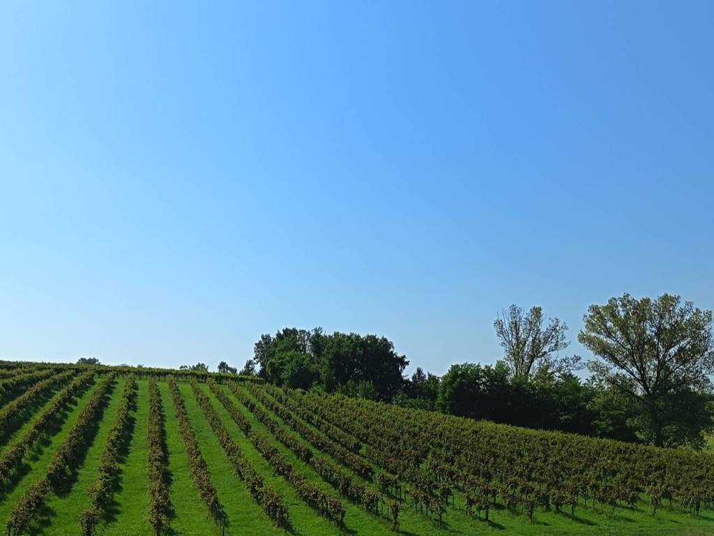 terreno agricolo in vendita a Zenevredo