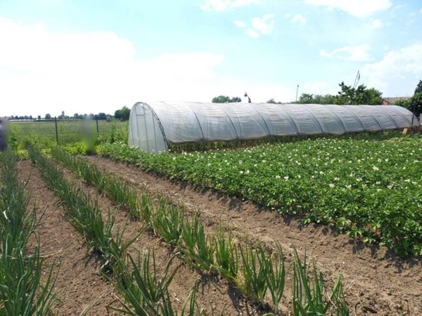 terreno agricolo in vendita a Moncalieri in zona Tetti Piatti