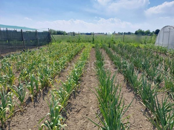 terreno agricolo in vendita a Moncalieri in zona Tetti Piatti