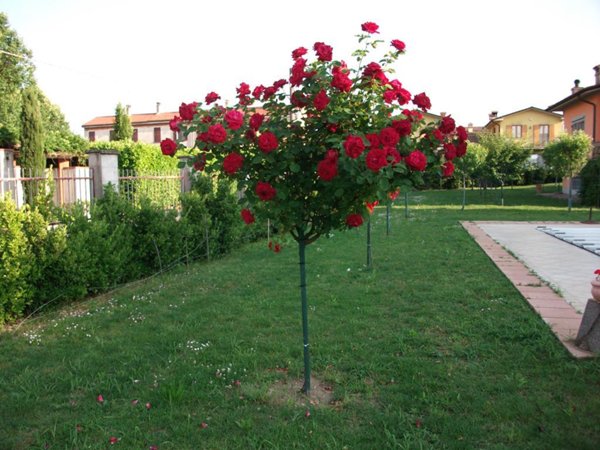 casa indipendente in vendita a Bordolano