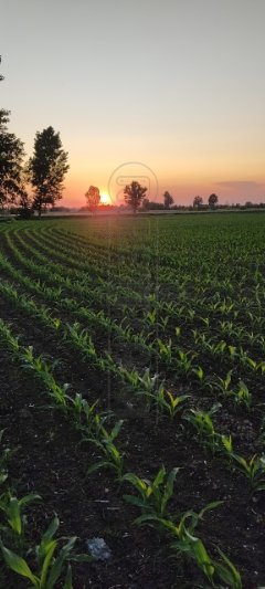 casa indipendente in vendita a Gadesco-Pieve Delmona