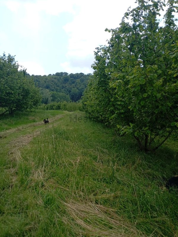 terreno agricolo in vendita a Pinerolo