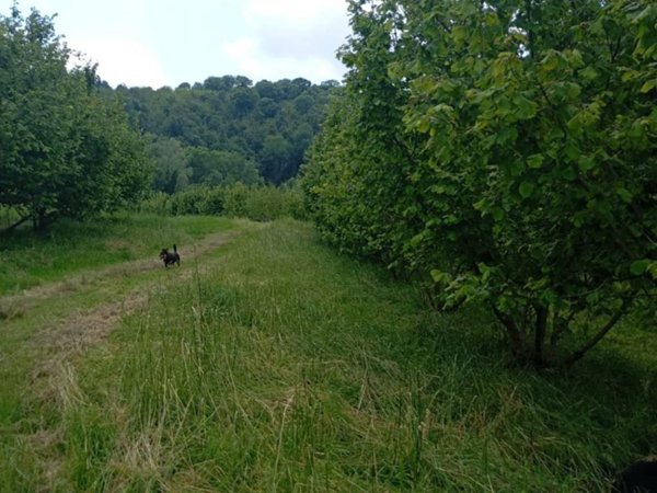 terreno in vendita a Pinerolo in zona Avaro/Tron