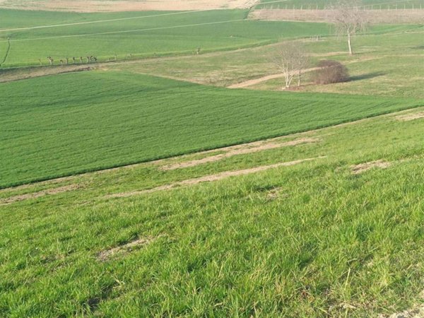 terreno agricolo in vendita a Pino Torinese