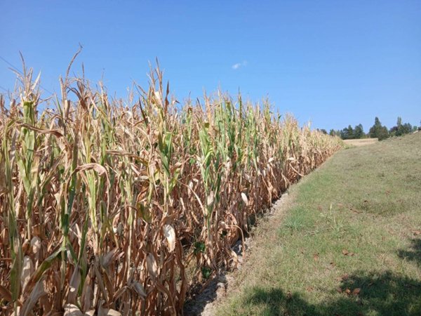 terreno agricolo in vendita a Pino Torinese in zona Valle Ceppi