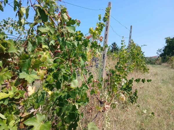 terreno agricolo in vendita a Pino Torinese in zona Valle Ceppi